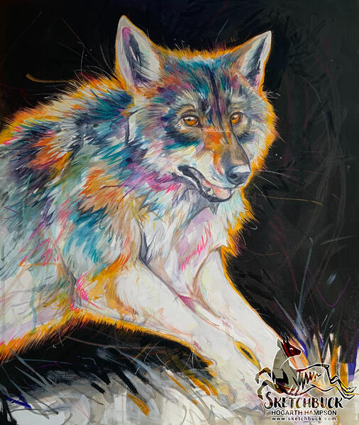 A watercolour painting of a Eurasian wolf leaping over the peak of a grassy hill, their eyes are fixed on the viewer. The hues in the fur have been accentuated into vibrant colours such as blues, purples and orange. The black sky background captures a pris