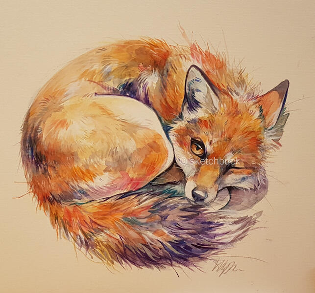 A vibrant watercolour painting of a curled up red fox, they have one eye open, looking directly at the viewer.