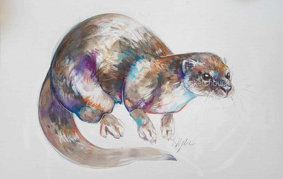 A vibrant watercolour portrait of a Eurasian river otter. They rest on an unseen rock, facing to the right.